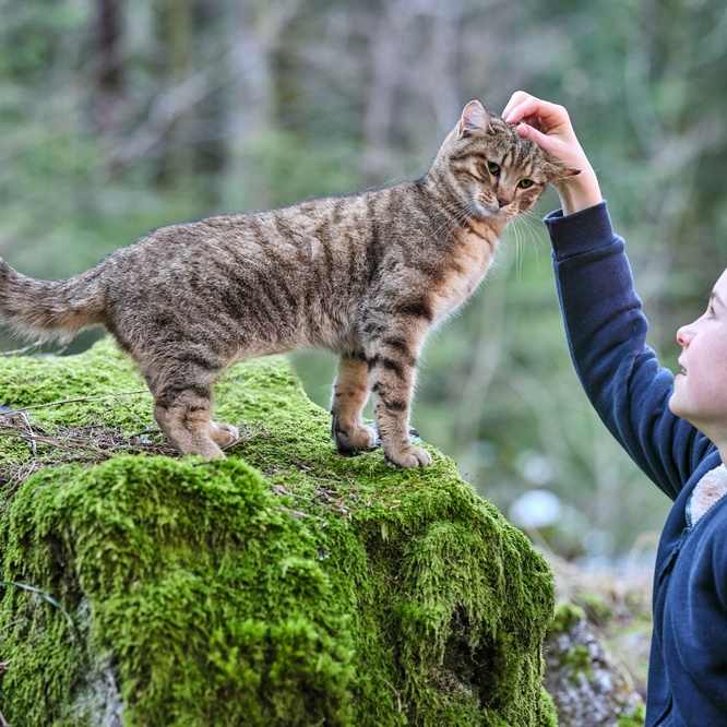 Une scène du film <em>Mon chat et moi, la grande aventure de Rroû</em>