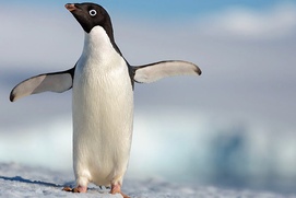 Une scène du film Penguins