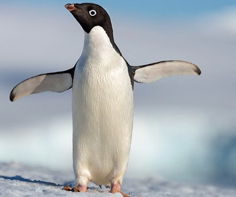 Une scène du film Penguins