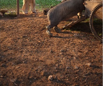 Une scène du film Le cochon de Gaza