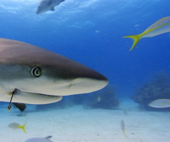 Scène du film Sharkwater