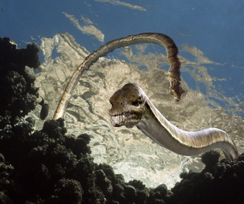 Une scène du film Sea Rex: Journey to a Prehistoric World 3D