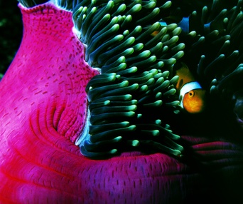 Scène du film Sharkwater