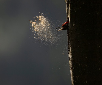 Image du film Le chant des forêts