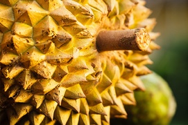 Une scène du film The Fruit Hunters