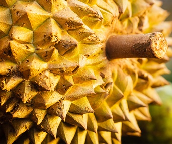 Une scène du film The Fruit Hunters