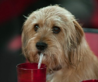 Une scène du film Anchorman 2: The Legend Continues