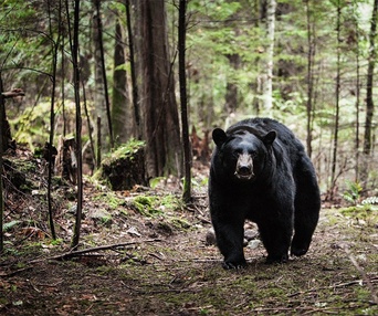Une scène du film Backcountry