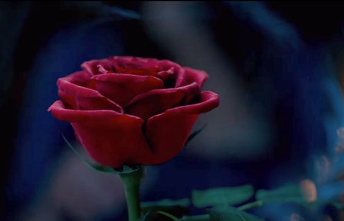 Une scène du film Beauty and the Beast