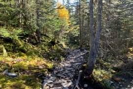 Image du film The Issue with Tissue: A Boreal Love Story Image du film The Issue with Tissue: A Boreal Love Story