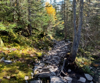 Image du film The Issue with Tissue: A Boreal Love Story