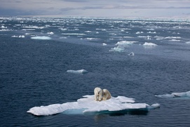 Une scène du film To the Arctic 3D