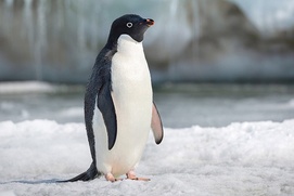 Une scène du film Penguins