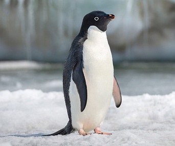 Une scène du film Penguins