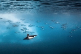Une scène du film Penguins