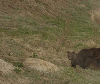 Une scène du film Terre des ours