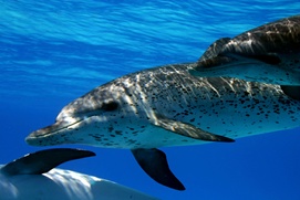 Scène du film Dauphins et baleines 3D