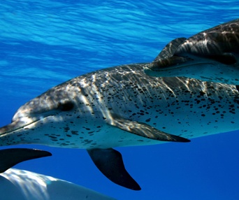 Scène du film Dauphins et baleines 3D