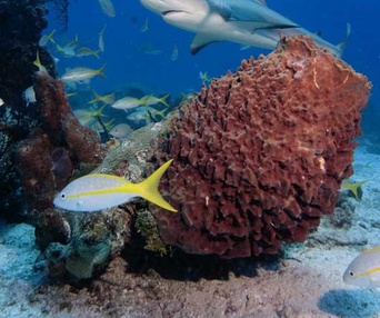 Sous les mers du monde en 3D