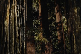Affiche du film Woodshock
