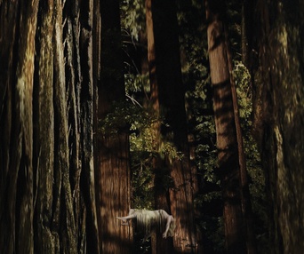 Affiche du film Woodshock