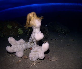 Scène du film Encounters at the end of the world
