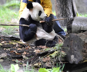 Une scène du film Pandas 3D