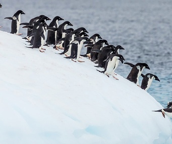 Une scène du film Penguins