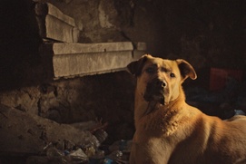 Une scène du film Stray