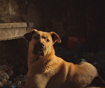 Une scène du film Stray