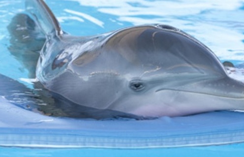 Une scène du film Dolphin Tale