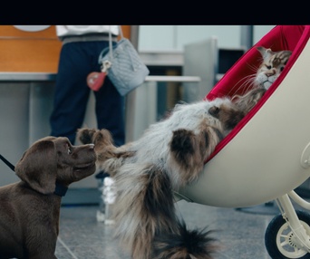 Image du film Chien et chat