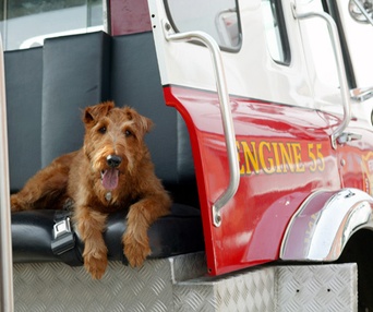 Scène du film Le chien de la caserne