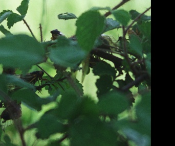 Image du film Chants de l'Est