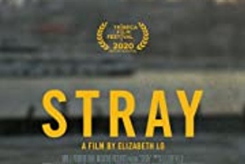 Affiche du film Stray