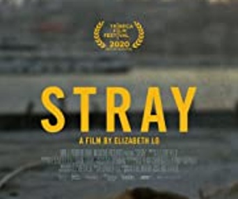 Affiche du film Stray
