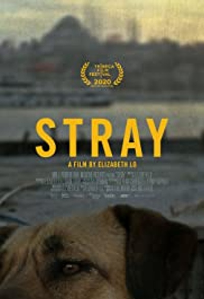 Affiche du film Stray