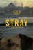 Affiche du film Stray : Le monde des chiens errants