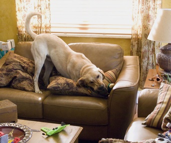 Scène du film Marley and Me
