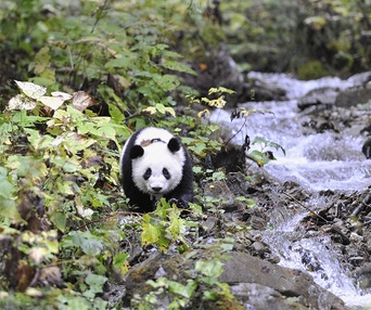 Une scène du film Pandas 3D