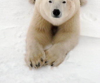 Une scène du film To the Arctic 3D