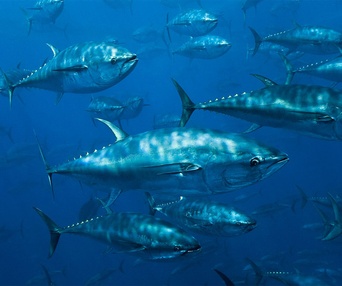 Une scène du film Oceans