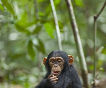 Une scène du film Chimpanzee