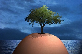 Affiche du film L'arbre et le nid