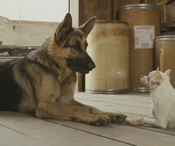 Scène du film Beverly Hills Chihuahua