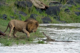 Une scène du film African Cats: Kingdom of Courage