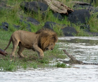 Une scène du film African Cats: Kingdom of Courage