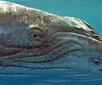 Scène du film Dauphins et baleines 3D