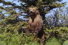 Scène du film Grizzly Man