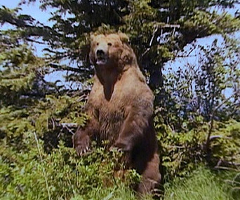Scène du film Grizzly Man